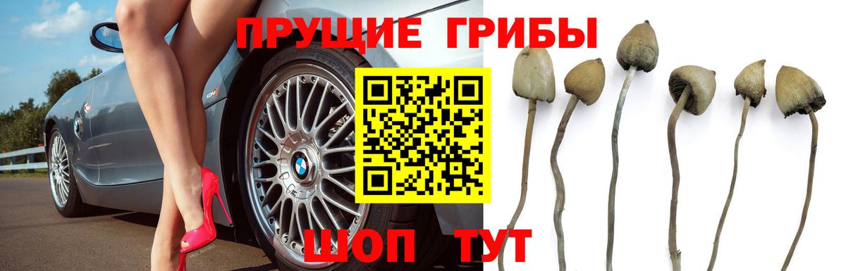 Галлюциногенные грибы мухоморы Курчалой
